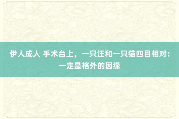 伊人成人 手术台上，一只汪和一只猫四目相对：一定是格外的因缘